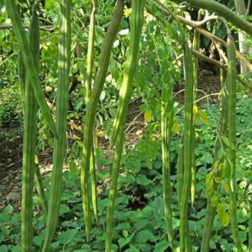 Indian Moringa Seeds High-Yield Drumstick for Home Garden, Green
