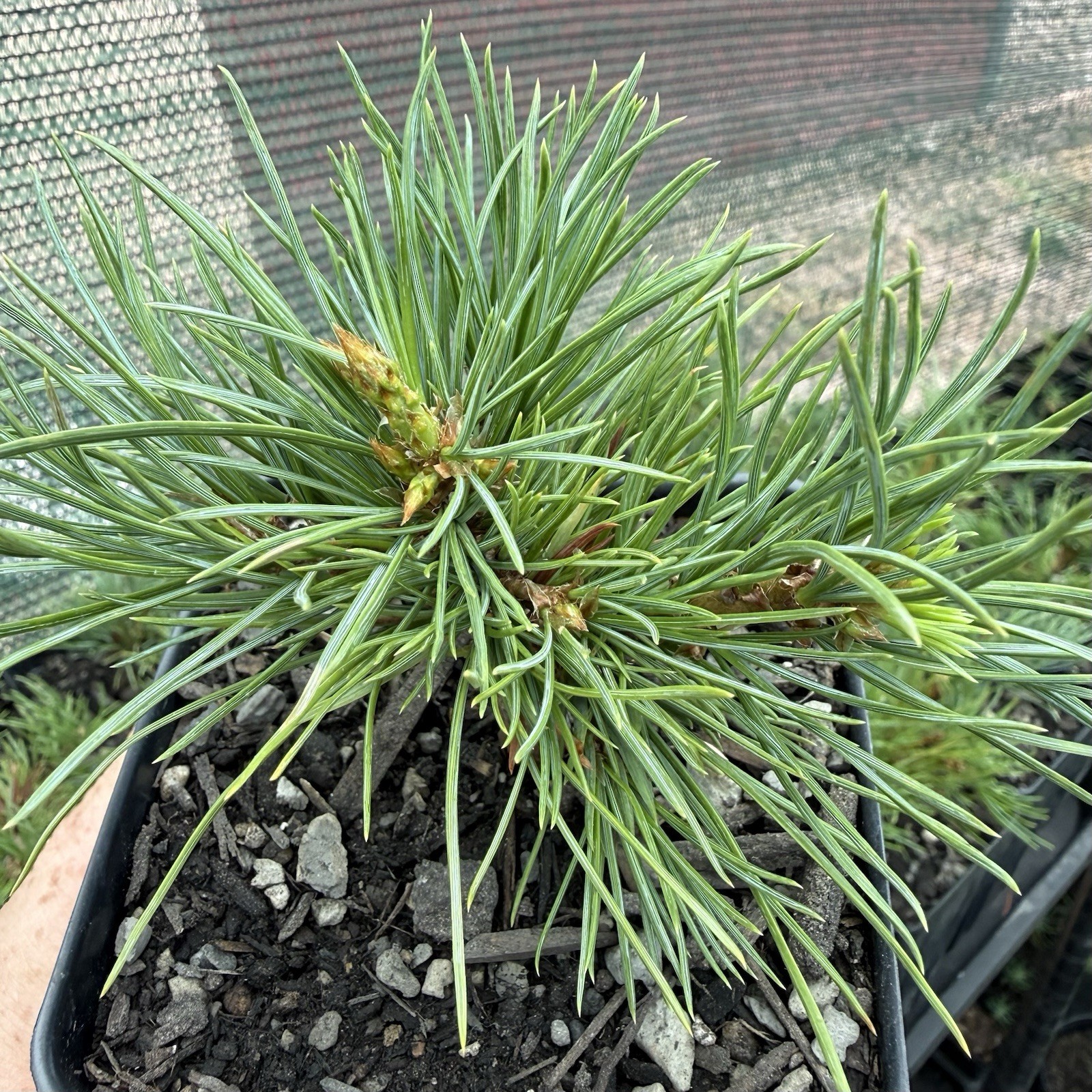 2 Pack of Limber Pine Tree Seedlings in Pots, 3-5” Tall, Pinus Flexilis