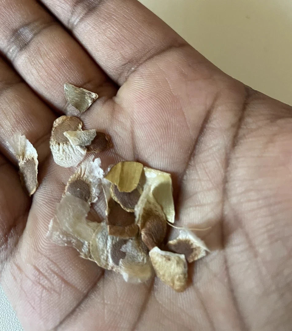 15 Fresh Dioscorea Elephantipes Seeds – High-Quality 2025 Fall Harvest
