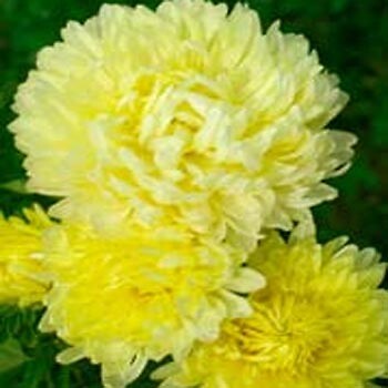 Aster Duchesse Peony Yellow 2,000 seeds