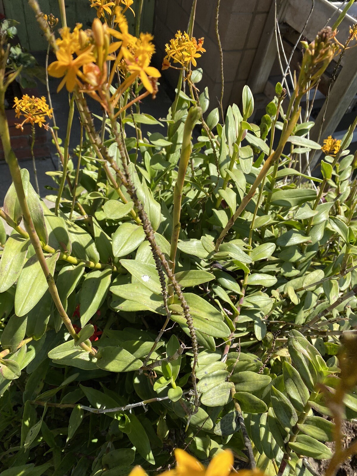 EPIDENDRUM Orchid 3 Pieces With Roots Red/Yellow/Orange/Purple 4’- 8’ Long.