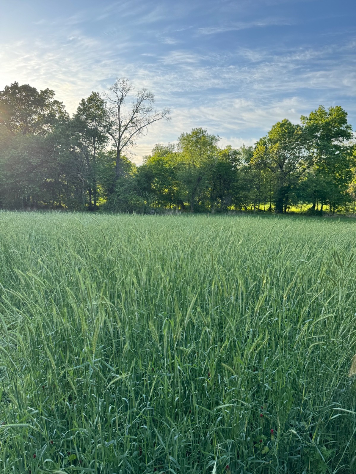 Spot On Forage Cereal Rye Seed 10 lb Bag – Deer & Turkey Food Plot, Cold Hardy