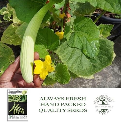 Armenian Pale Green Cucumber Seeds (Cucumis sativus) – 100+ Non-GMO & Heirloom