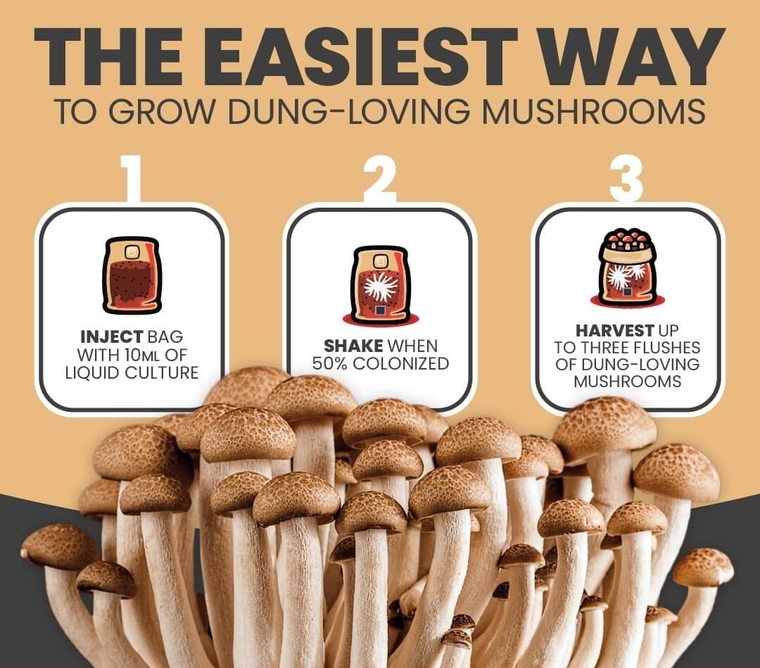 Premium Exotic Dung ALL-IN-ONE Mushroom Grow Kit 1 Pack Kit 3.5lb Bag (OATS) 🍄