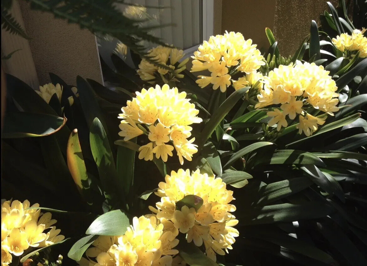 1 YELLOW CLIVIA MINIATA BLOOMING SIZE CAPABLE OF PRODUCING KEIKI’s and PUPs