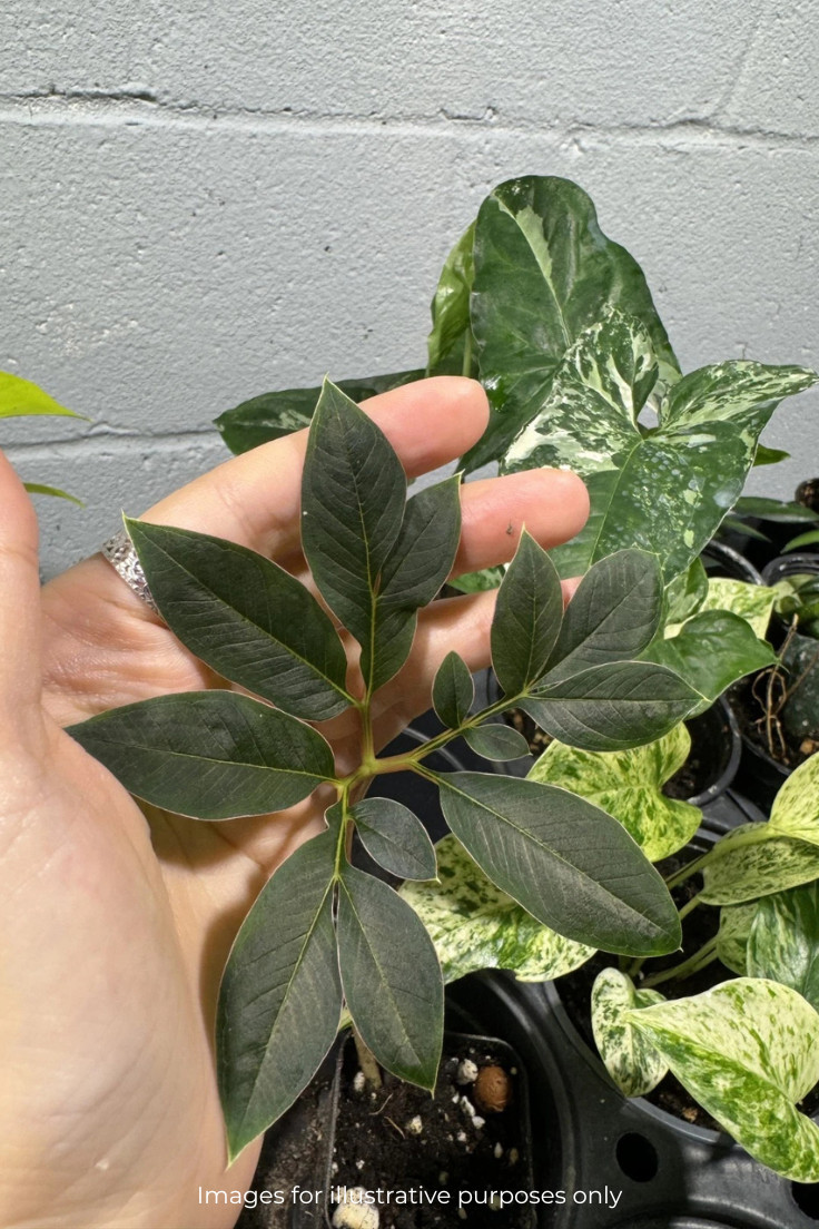Amorphophallus atroviridis bulb caudex – tropical RARE size 1″