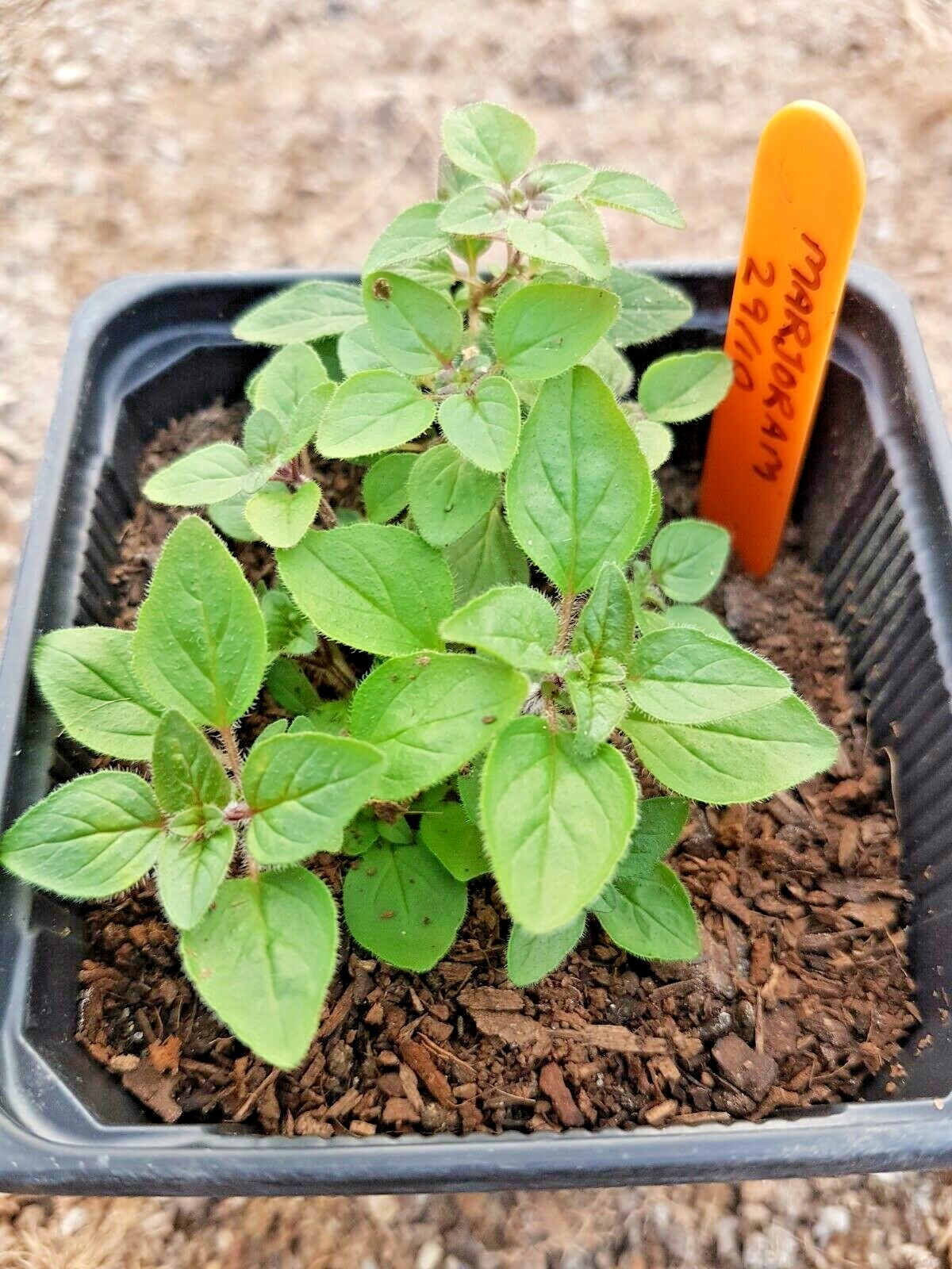 1001+SWEET MARJORAM Seeds Organic Herb Garden Indoor Container Groundcover Easy