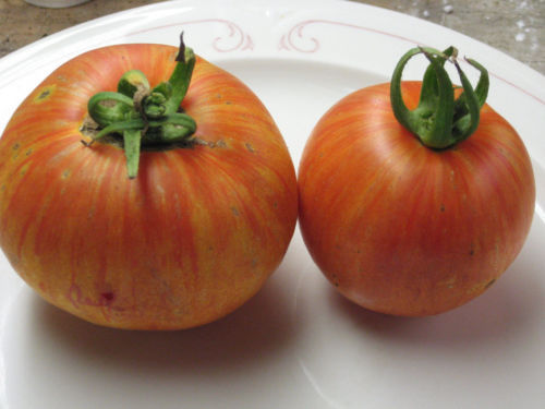 Tomato Mr. Stripey (Lycopersicon Esculentum) Great Garden Vegetable 200 Seeds