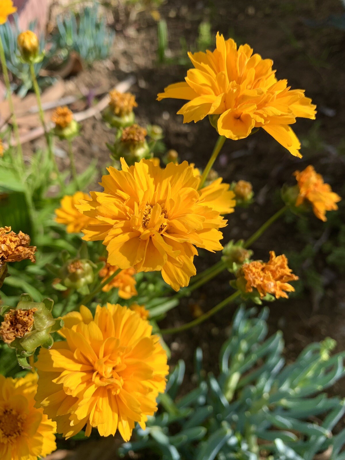 Large-Flowered Tickseed, Coreopsis Grandiflora – 100 Seeds 2025 – USA seller