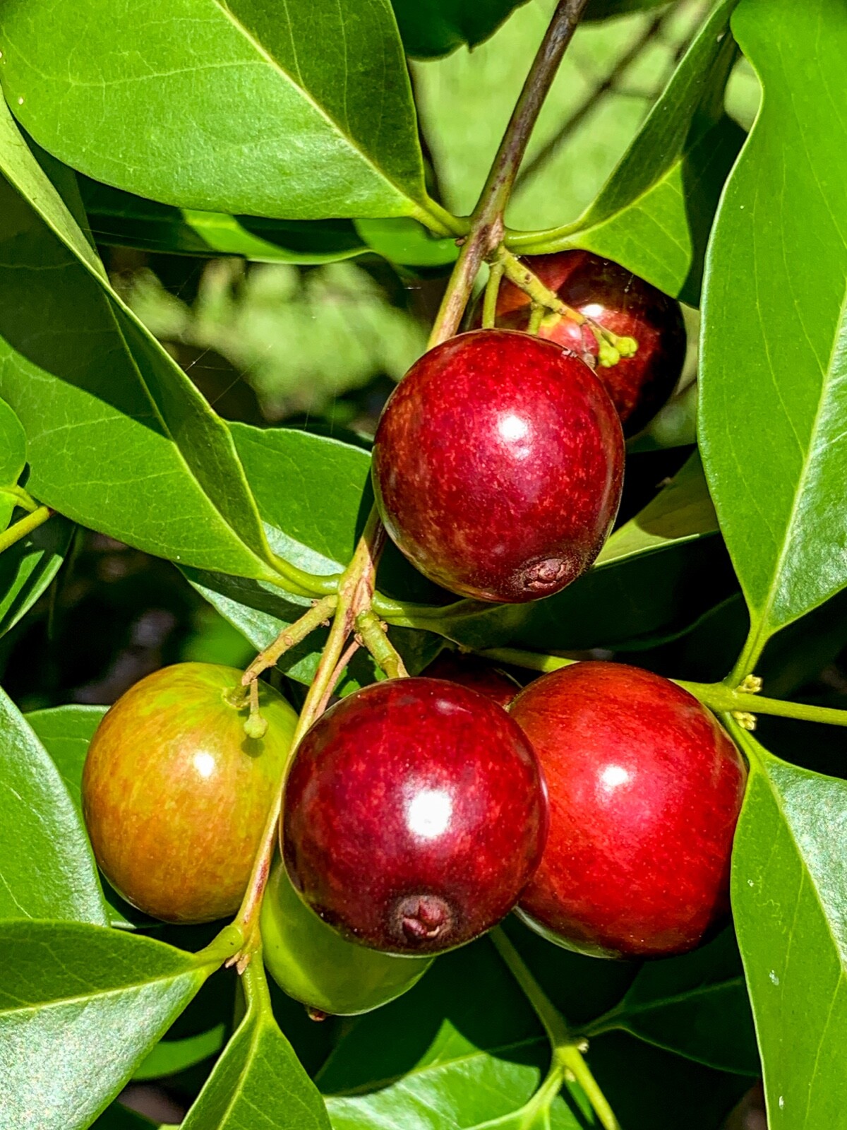 Rainforest Plum Eugenia Candolleana Cambui Roxo Murtinha Purple Fruit Tree Plant