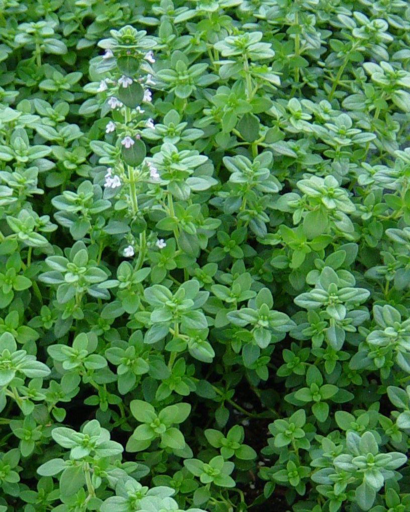 Common Thyme Seeds, Thymus vulgaris, NON-GMO, Variety Sizes, FREE SHIPPING