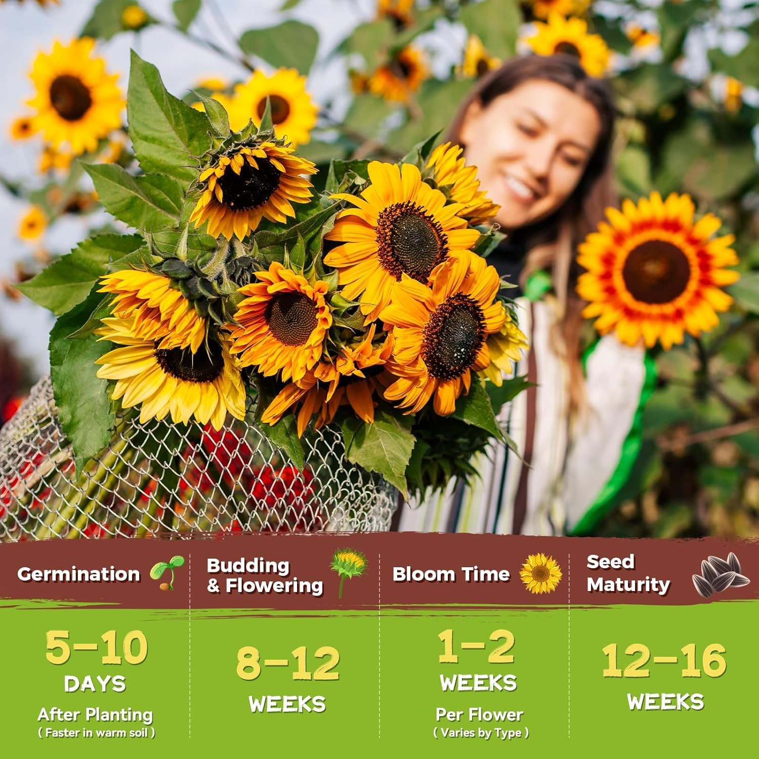 Sunflower Seeds for Planting | Giant Mammoth Sunflower Bulk Packet 3000
