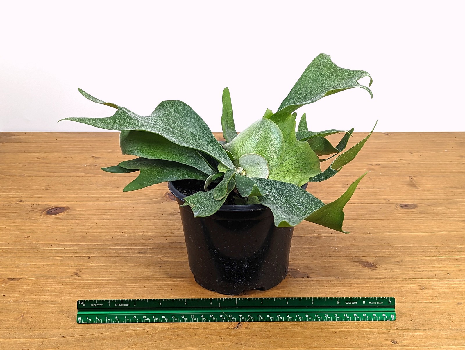 Staghorn Fern Platycerium bifurcatum Netherlands 4″ and 6″ Pots
