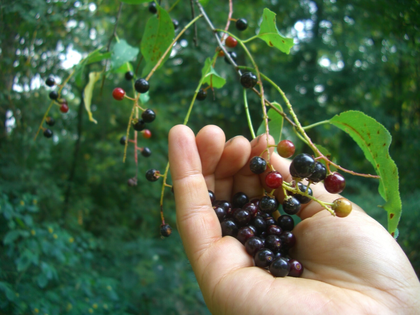 BLACK CHERRY TREE LIVE PLANT 36 INCH Prunus serotina Ehrh.