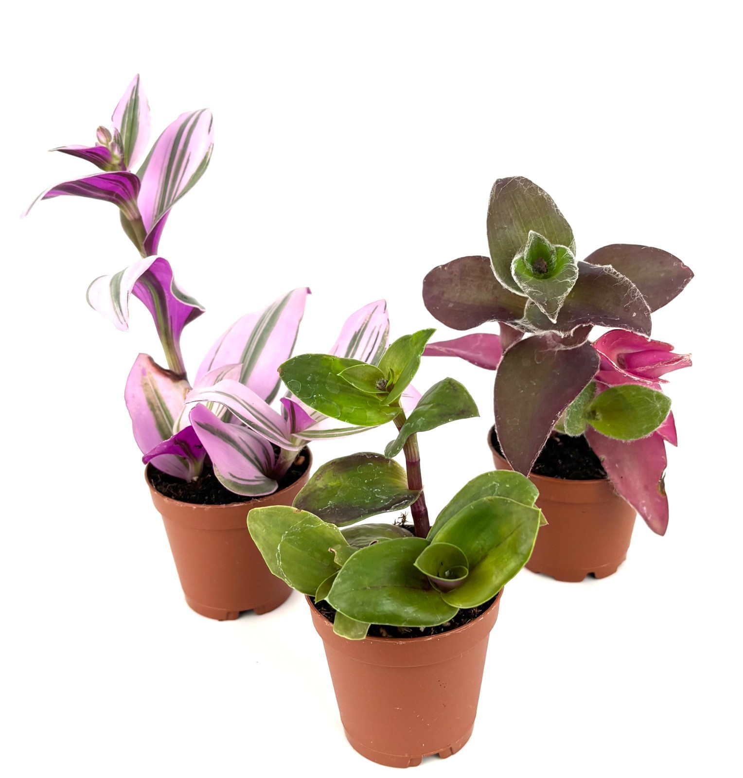 Tradescantia Trio 3 Pack Assorted Houseplants 2″ Pots
