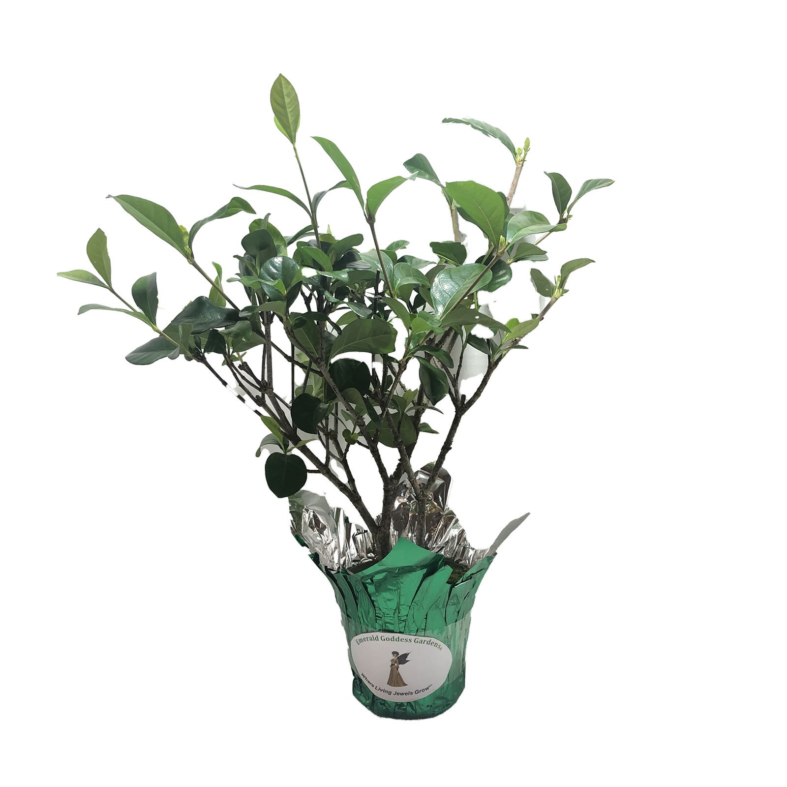 MIAMI SUPREME Own Root Gardenia Plant Intensely Fragrant Double White Flowers
