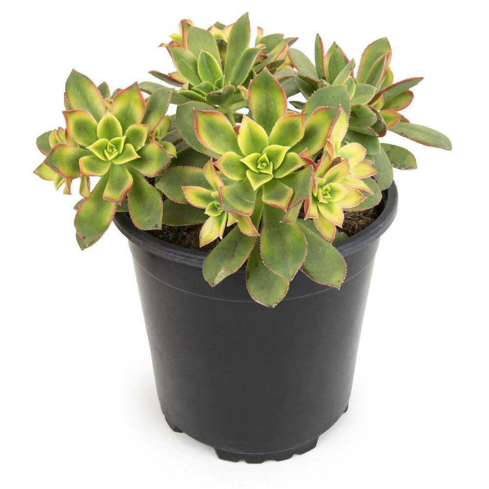1 Gal. Aeonium Kiwi Single NG