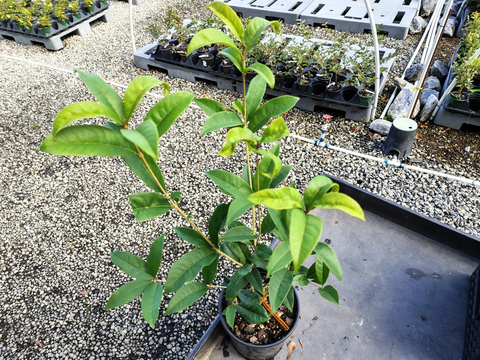 Apricot Echo Orange Tea Olive ( osmanthus ) – Live Plant – ( 2.5 QT )