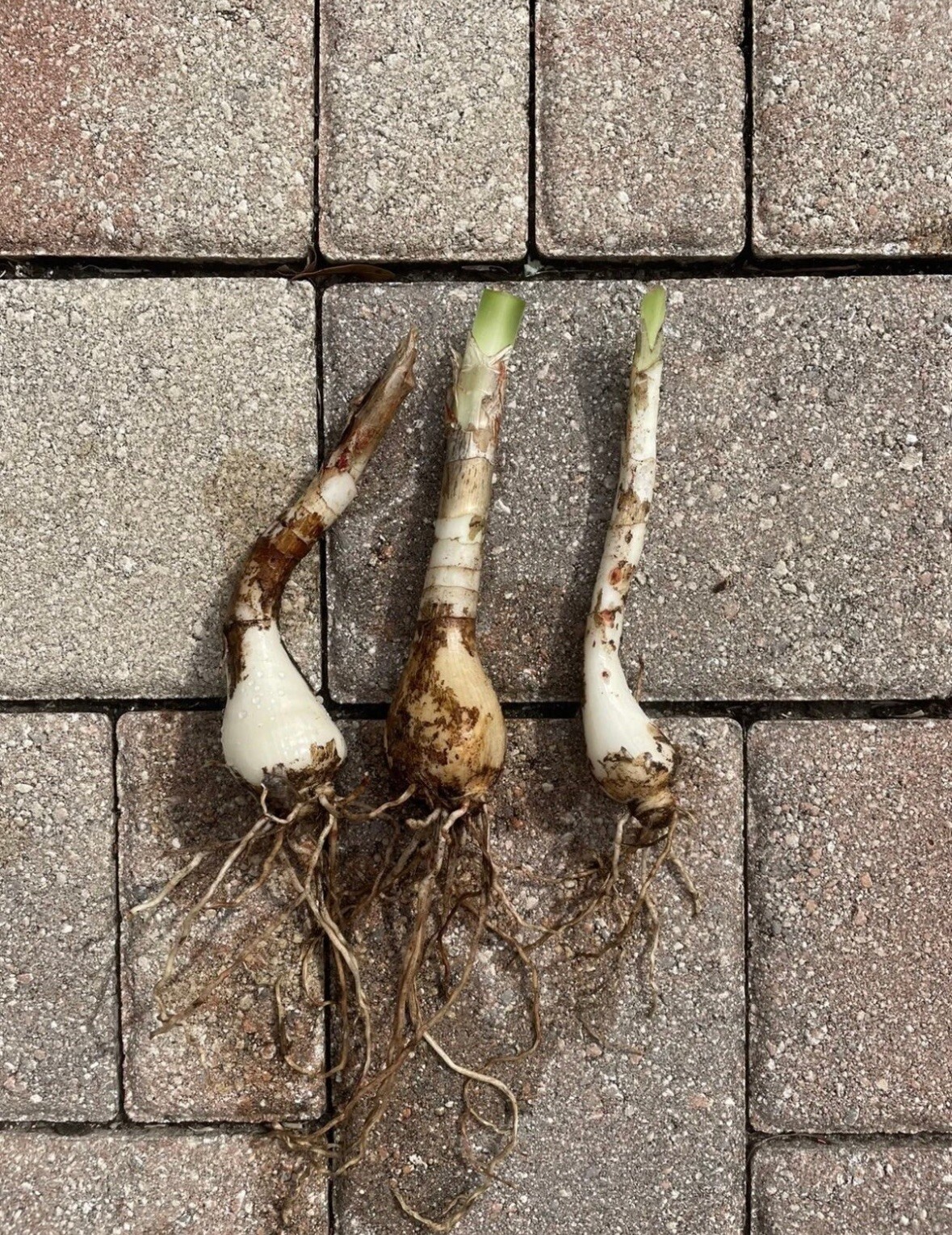 3 Bulbs White Mangrove Perfumed Spider Lily Hymenocallis latifolia Live Plants