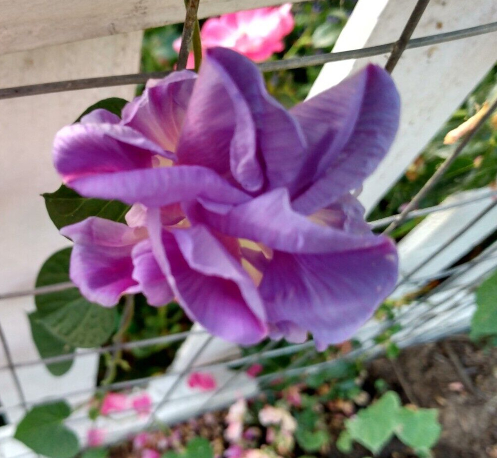 100+ Morning Glory Seeds Mystery Mix | Purple/Blue/Orange/Red/Pink/White/Striped