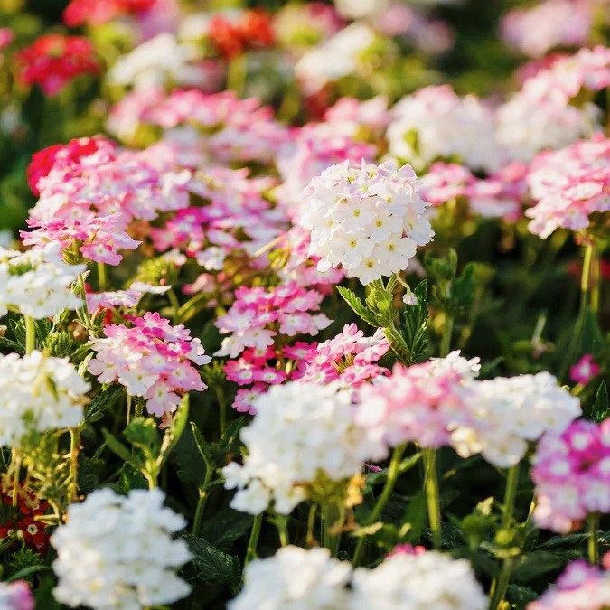 200 Verbena Seeds – Compacta Mix – (Verbena hybrida) Flower Bee Friendly USA