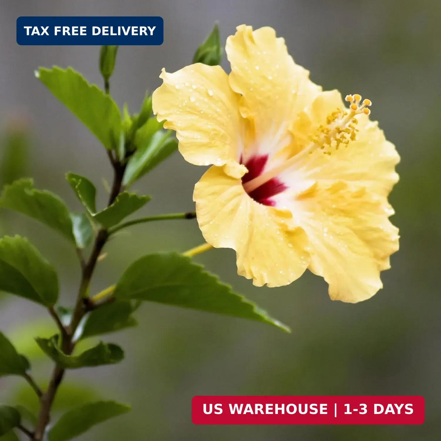 CarpetC199+ Hibiscus Seeds Mixed Colors for Planting – Giant Hardy Perennial Flo