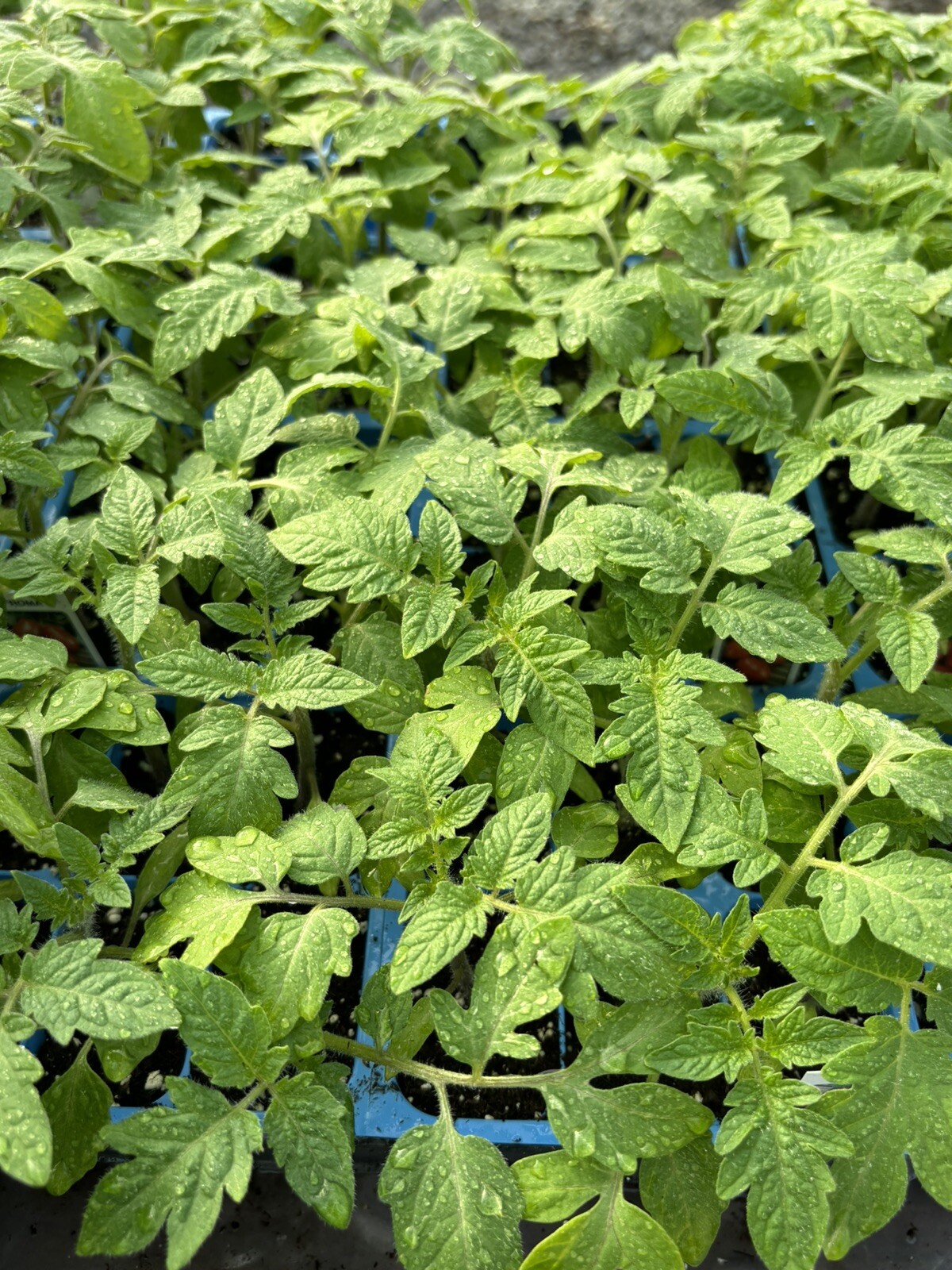 Lot of 2 ROMA TOMATO LIVE PLANTS 6 to 10 inches 60+ Days Old