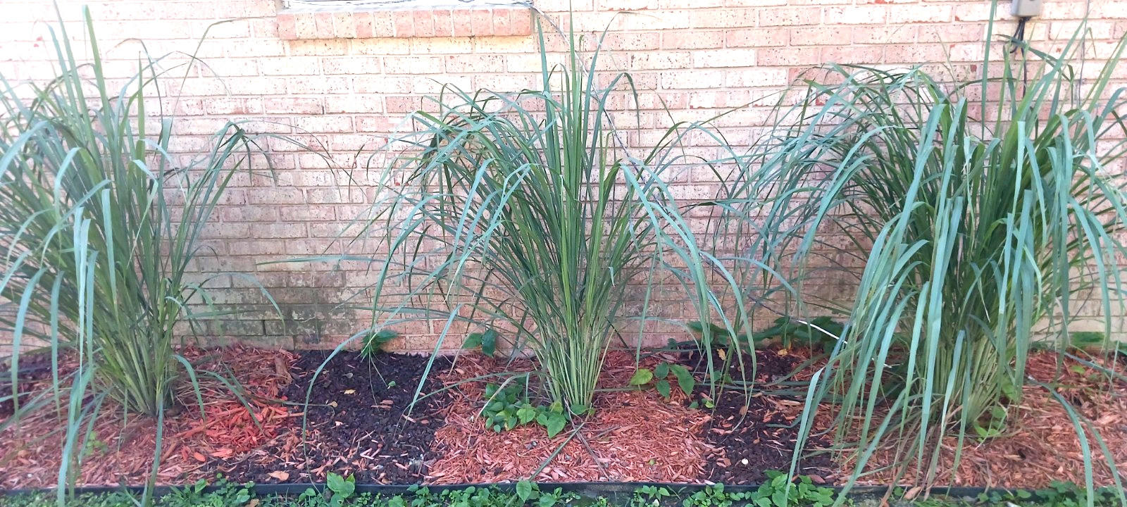 8 Organic Lemongrass Stalks Rooted Ready to Plant/Use For Cooking