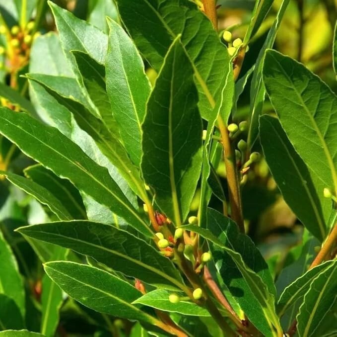 Sweet Bay Laurel Herb Plant – 8 to 10 Inch Tall – 1 Year Old Laurus Nobilis