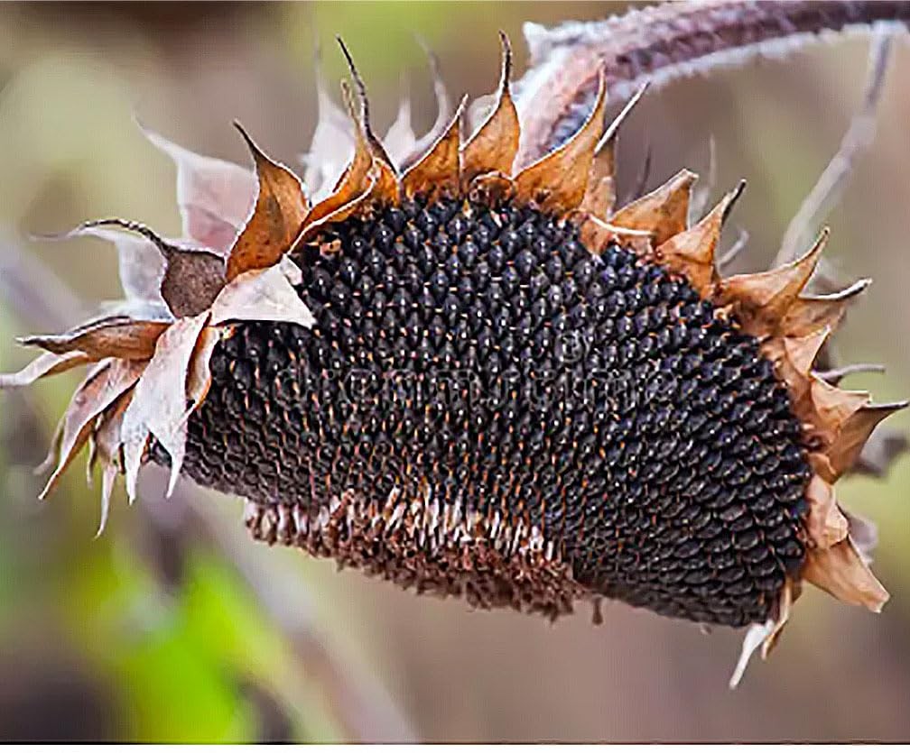 Double Sun Sunflower Seeds Plants Grow Up To 6 Feet Garden Planting Floral