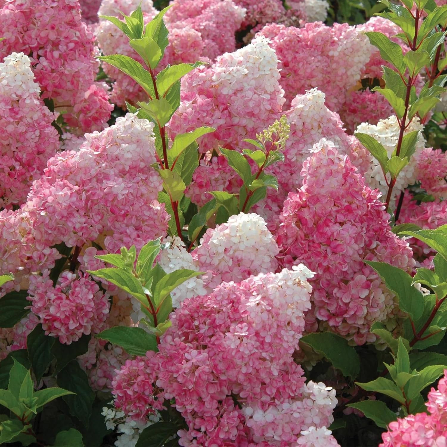 250+ Mixed Panicle Hydrangea Seeds for Planting Flowers Bush Plants Non-GMO H…