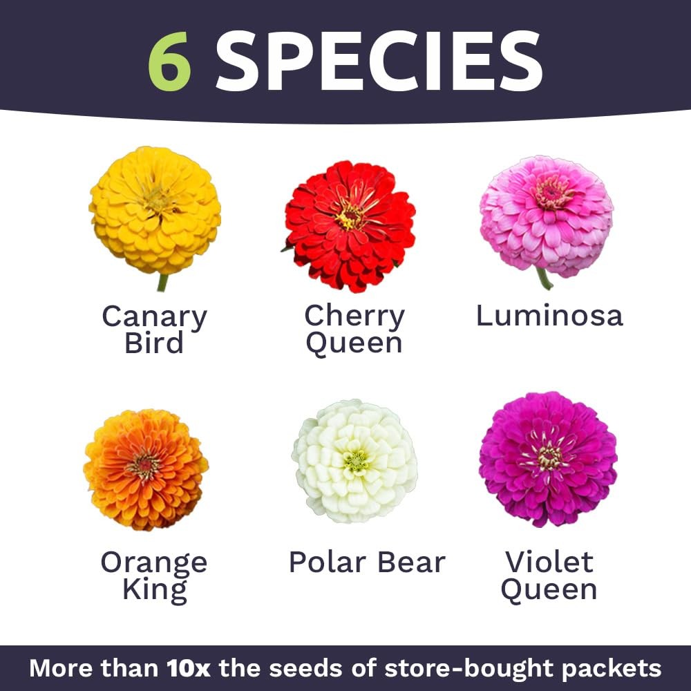 Zinnia Seeds – California Giants Mix – Large 1 1 Ounce Pouch, Multiple Colors