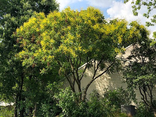 Koelreuteria paniculata | Golden Rain Tree | Pride of India | 20 Seeds