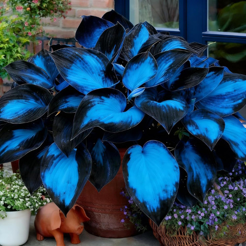 Hosta Seeds, 200+ Blue Purple Red Hosta Seeds, Multi-Use Landscaping, Perennial.