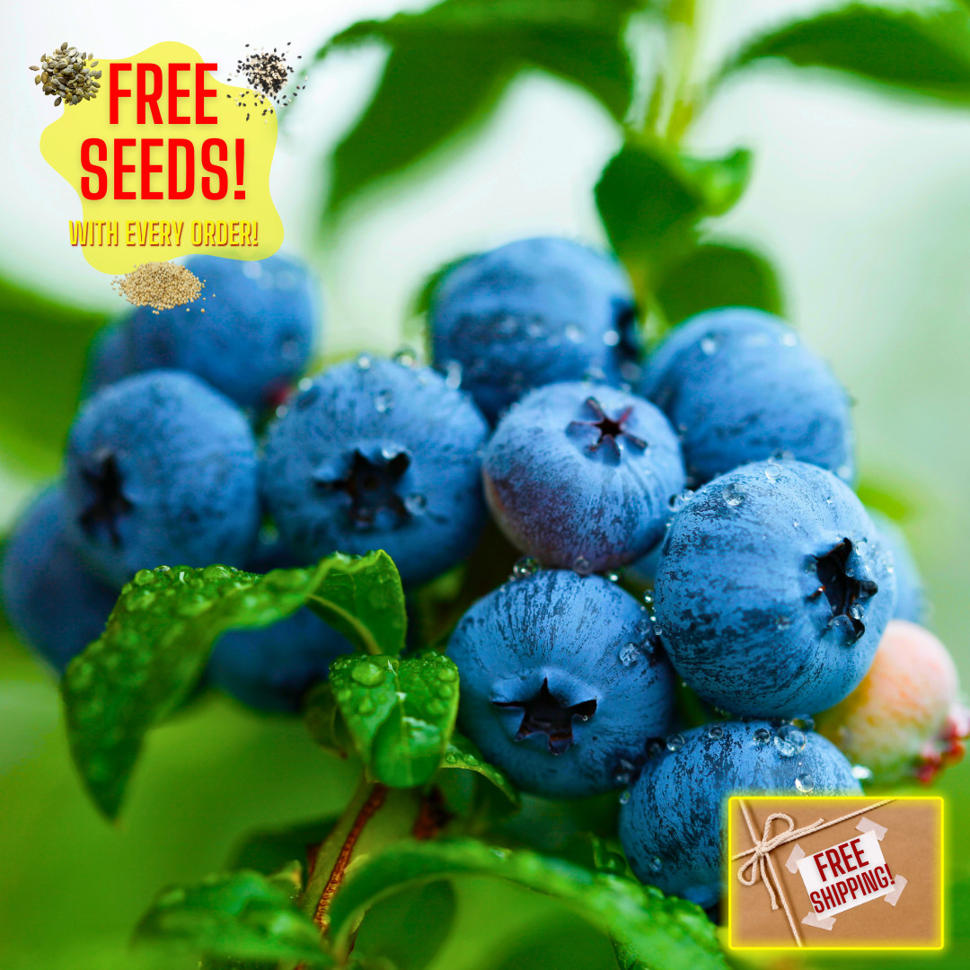 Fresh Sweet Northern Blueberry Seeds | Highland | Heirloom Non-GMO | Fruit Seeds