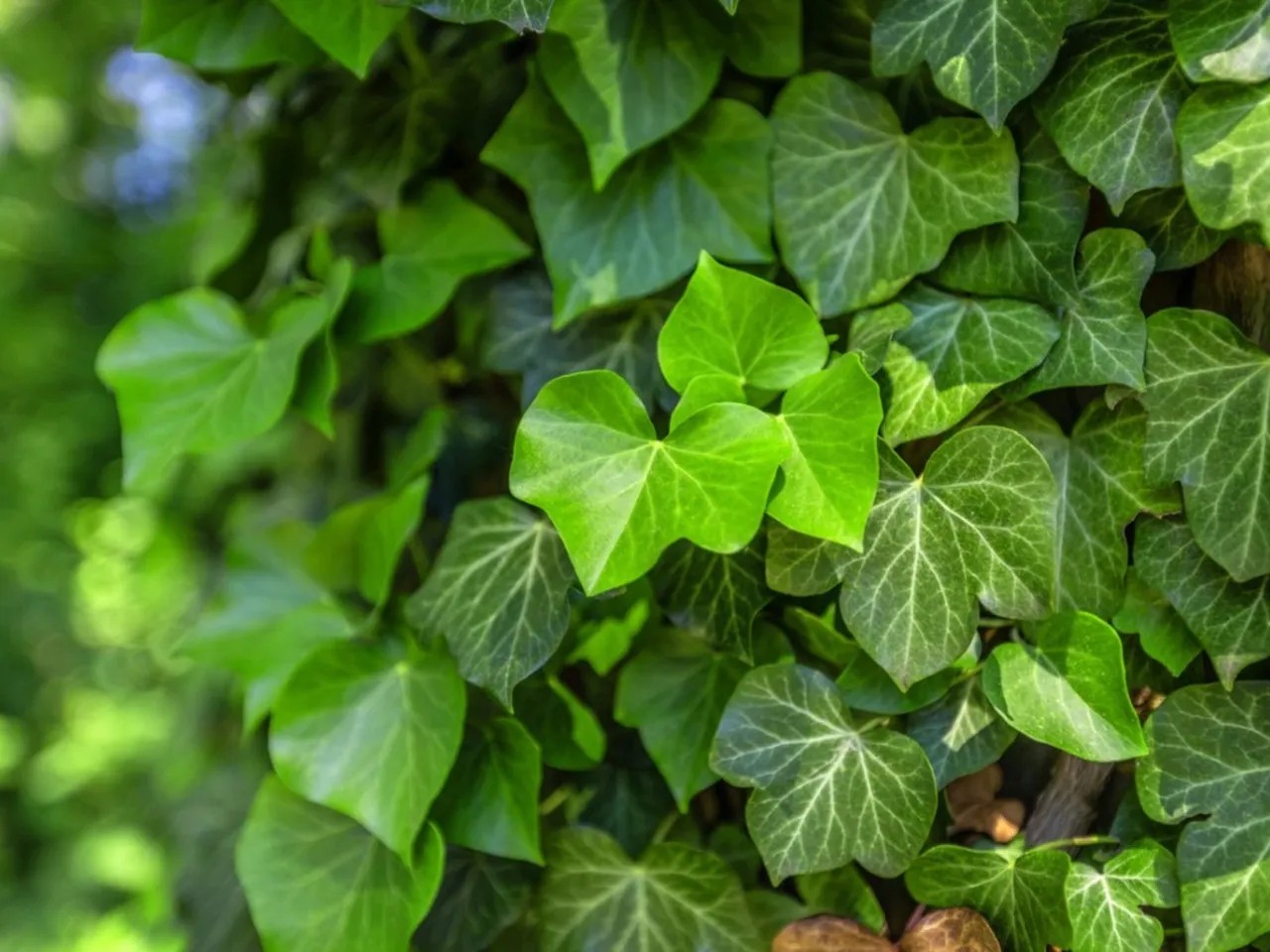 22 Rooted English Ivy cuttings 9-16″ evergreen climber hardy vine ready to plant