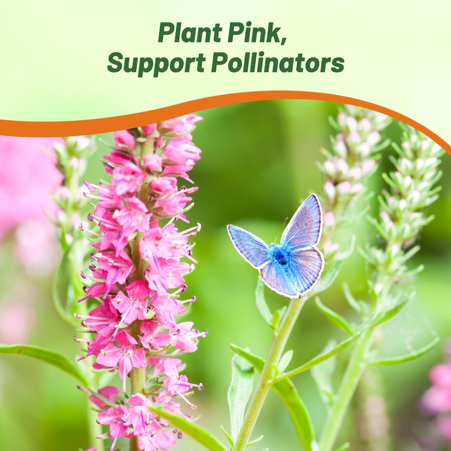 200 Seeds Veronica Spicata Pink Goblin Garden Spiked Speedwell Flower Seeds