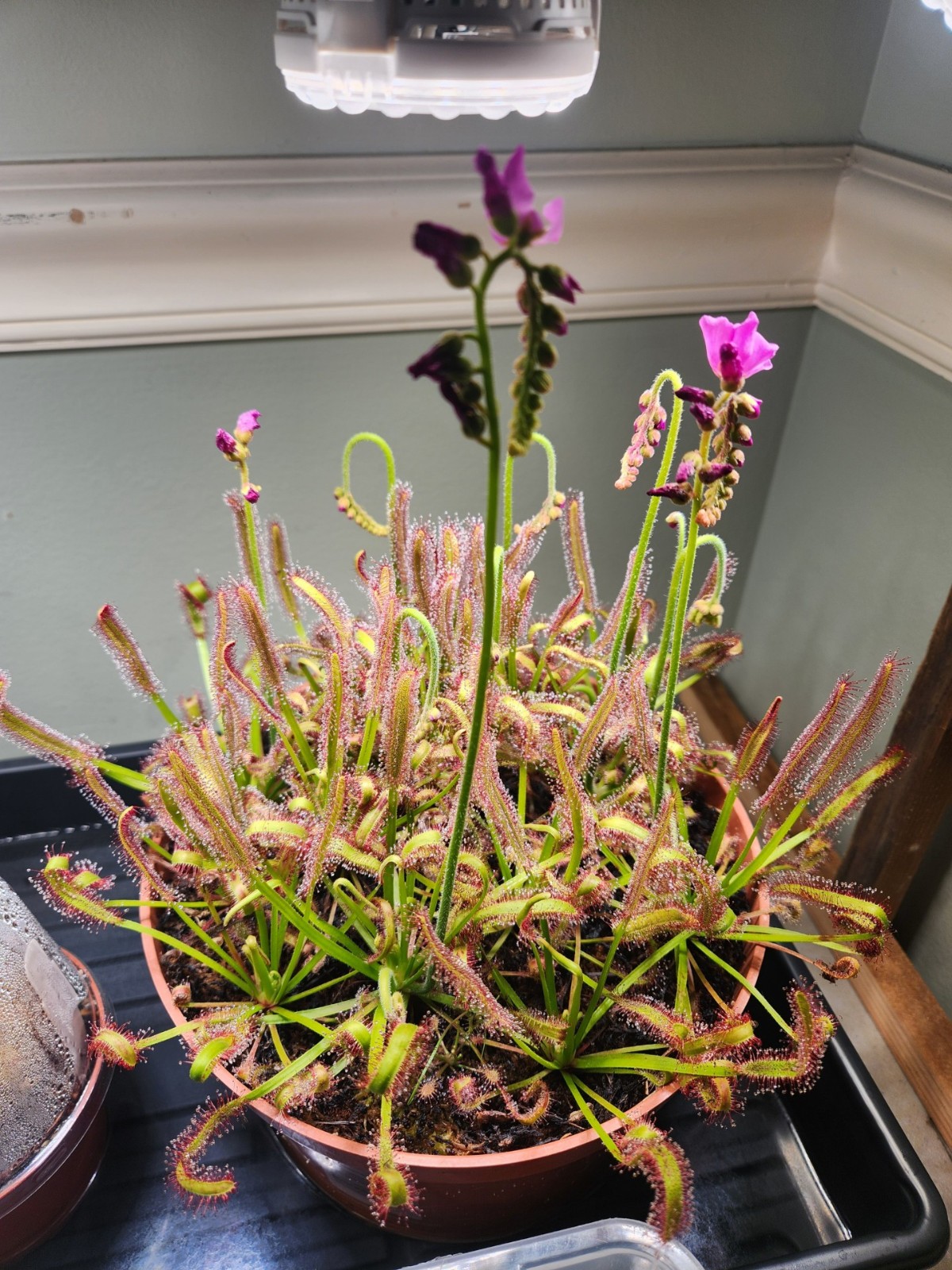 200+ Cape Sundew seeds – Drosera Capensis – Carnivorous Plant