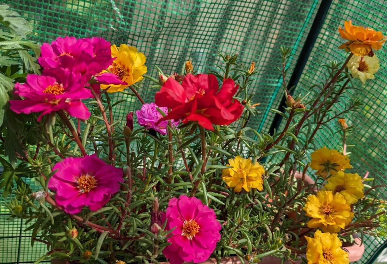 1000+ Moss Rose Double Mix Portulaca grandiflora button rose 150mg seeds