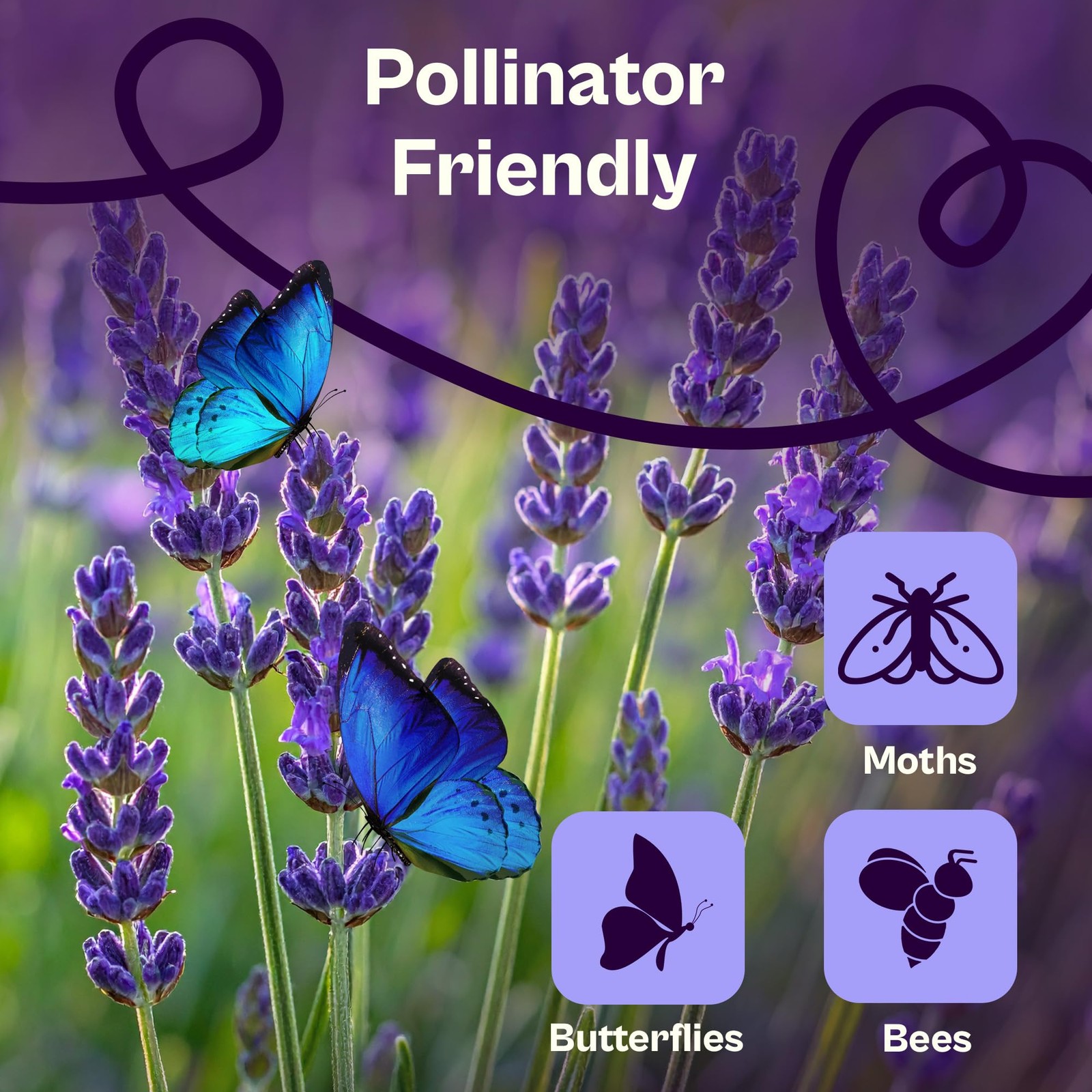 SVI 1500 English Lavender Seeds for Planting (Lavandula angustifolia) – Blue