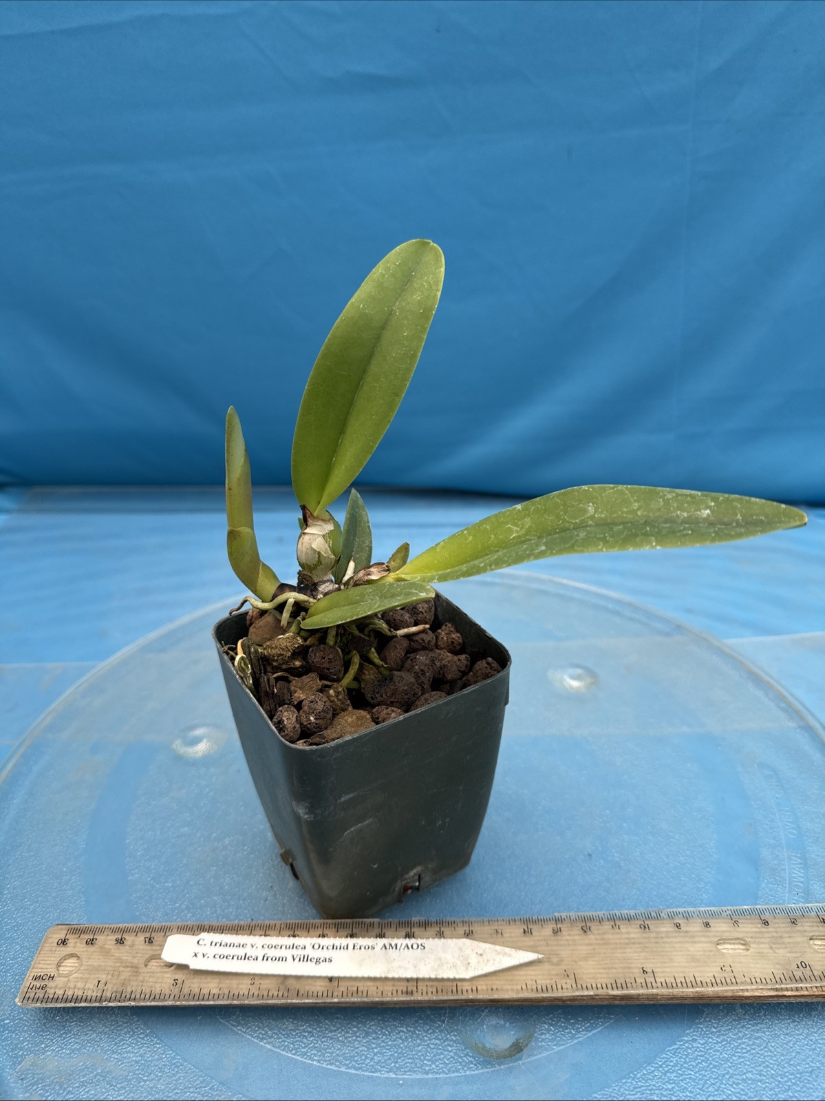 Cattleya trianae Coerulea ‘Orchid Eros’ AM/AOS X Coerulea Orchid Species 4” Pot