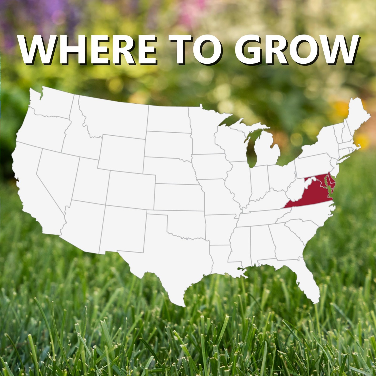 Premium Black Beauty Grass Seed for Maryland, Delaware, Virginia – 25 lb Cool Se