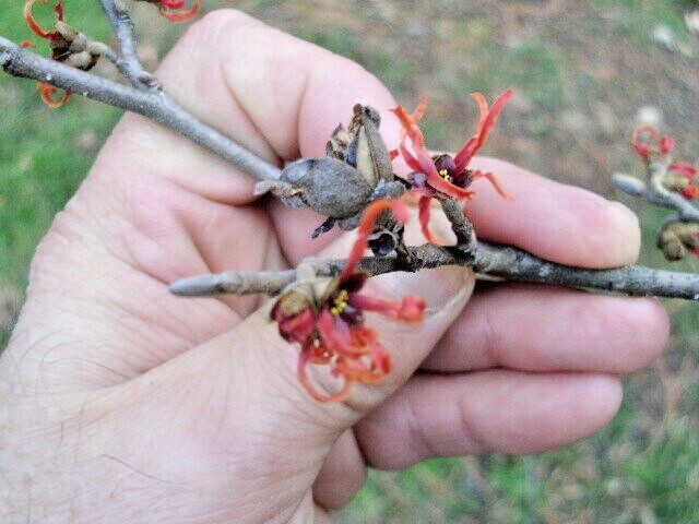 10 CARMINE RED WITCH HAZEL SEEDS – Hamamelis x intermedia