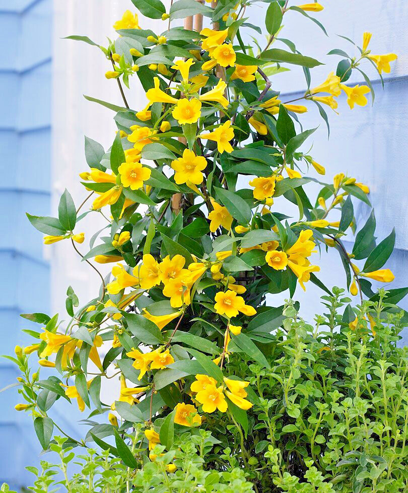 Carolina Jessamine Gelsemium sempervirens 15 Plants in 3-1/2 inch Pots