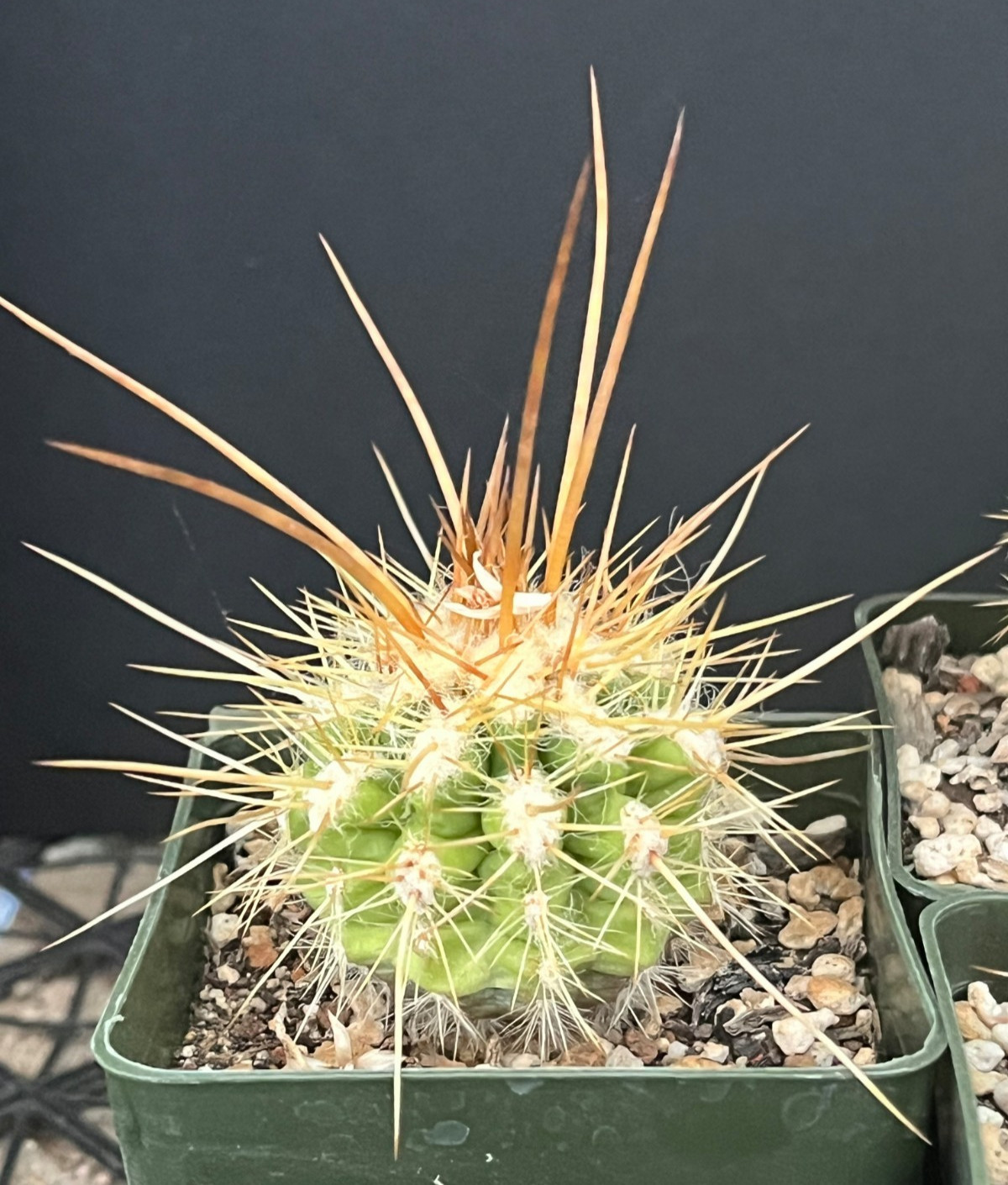 Oreocereus variicolor KK887 locality UNIQUE PHENOTYPES Rare Cactus Seed-Grown