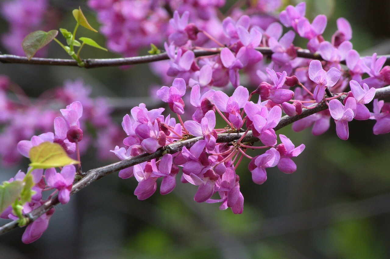 30 Eastern Redbud tree seeds