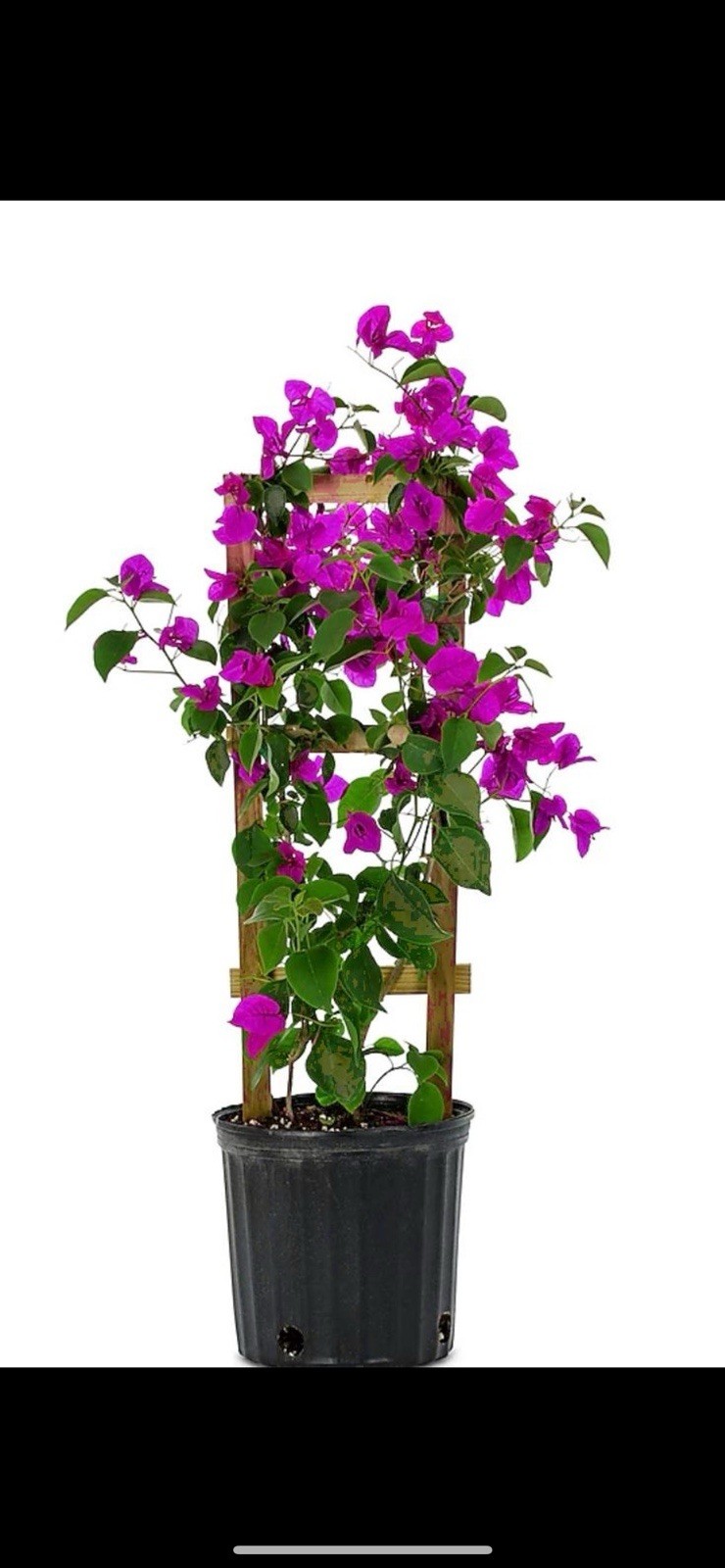 20” TALL Live Plant Bougainvillea purple Assorted Colors One Gallon Pot