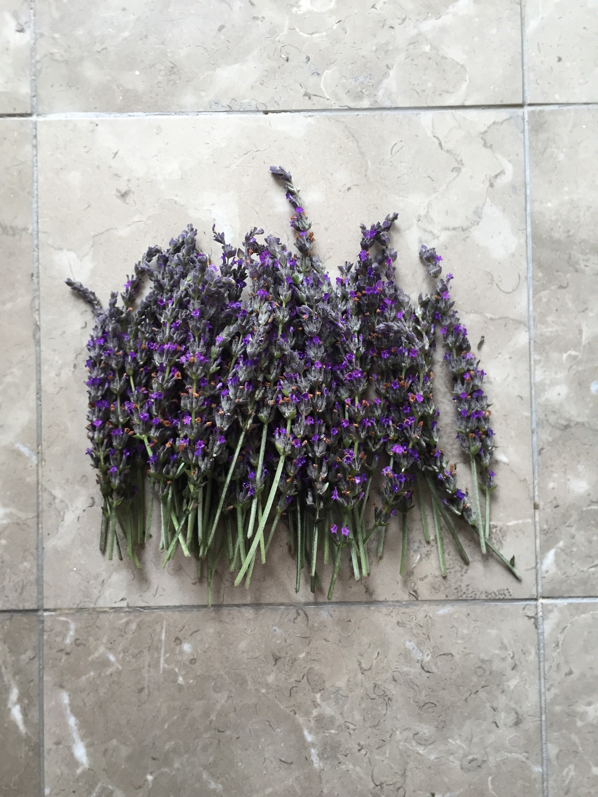 Organic Live California USA Lavender Cuttings