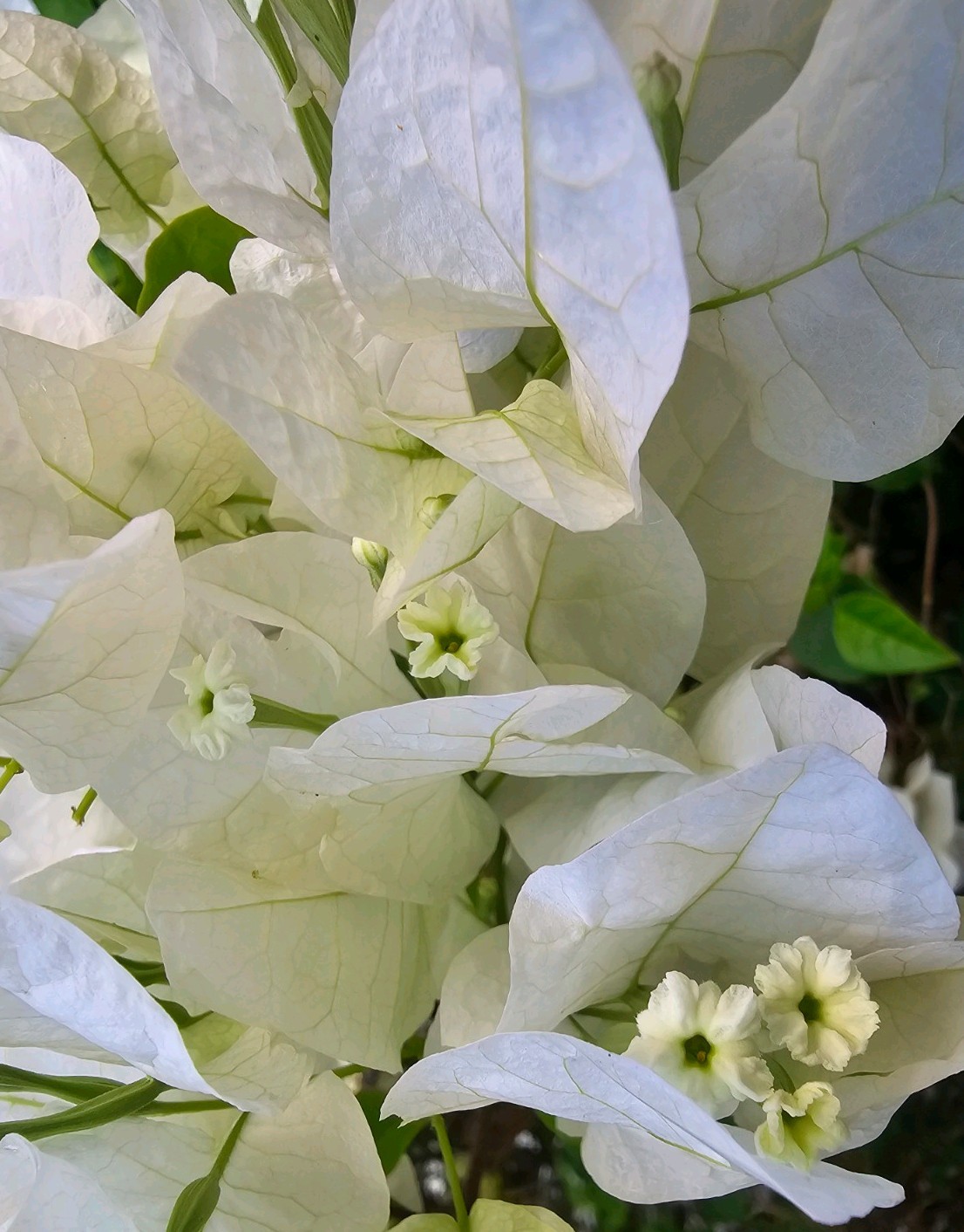 Paperflower Bougainvillea White Flower 🌸 Plant 🌱, 8 FRESH CUTTINGS!!