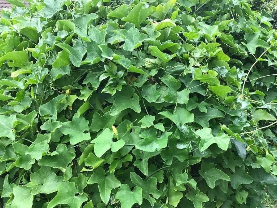 Tindora Plant Live Starter 8-12″ in pot Fast Growing, High Yield, Easy Care Vine
